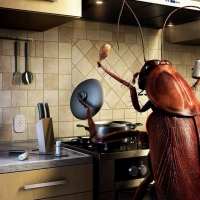 How to tell if you have cockroaches in your home (and what you can do about it)