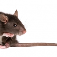 How to tell if you have rats or mice in your home