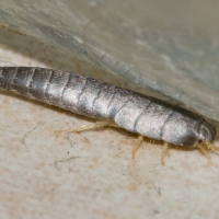 Silverfish in Brisbane – identification and treatment options