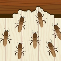 Stop termites in their tracks before they get in your home