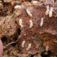 How to tell if termites are active in your house