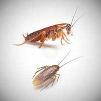 Top five most common household pest in Australia