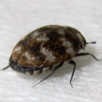 How to tell if you have carpet beetles