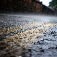 Pests & insects to watch out for after rain