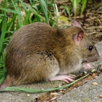 Why do rodents chew electrical wires?