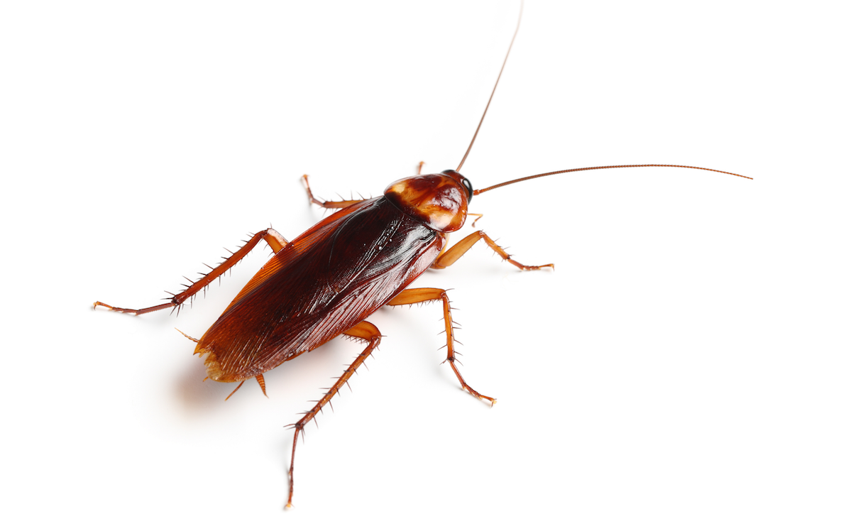 American cockroach