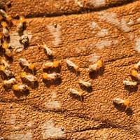 What type of wood do termites eat?