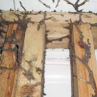How do termites get in your home?