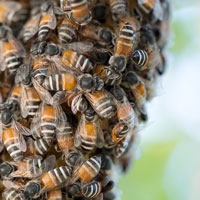 How to tell if you have a bee infestation and what can be done about it
