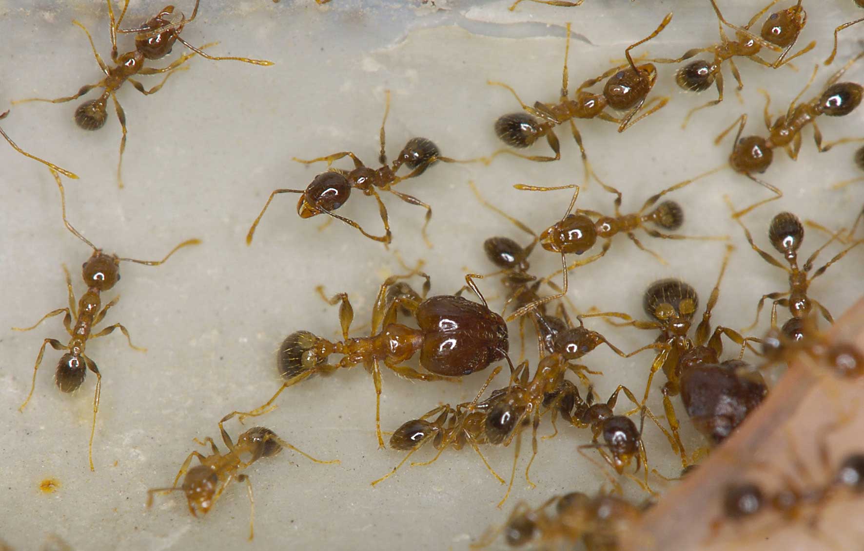 Coastal brown ant