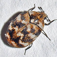 Everything you've ever wanted to know about carpet beetles