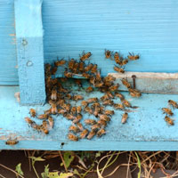 Signs You Have Bees in Your Walls: What to Look Out For