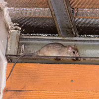 Do rats live in ceilings?