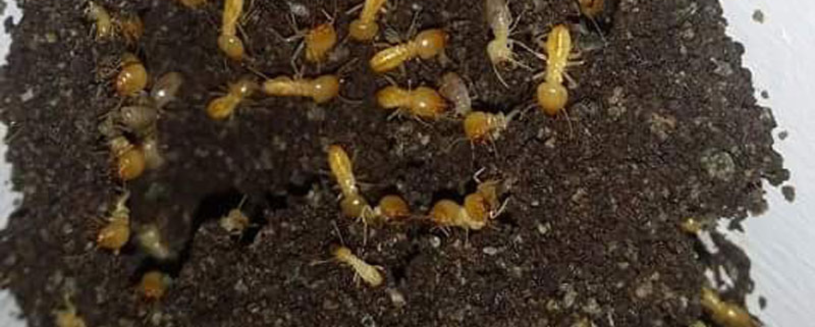 Early Signs of a Termite Infestation