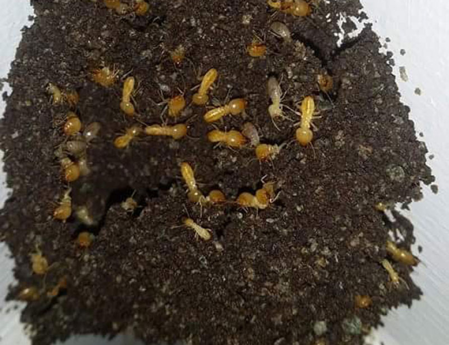 Early Signs of a Termite Infestation