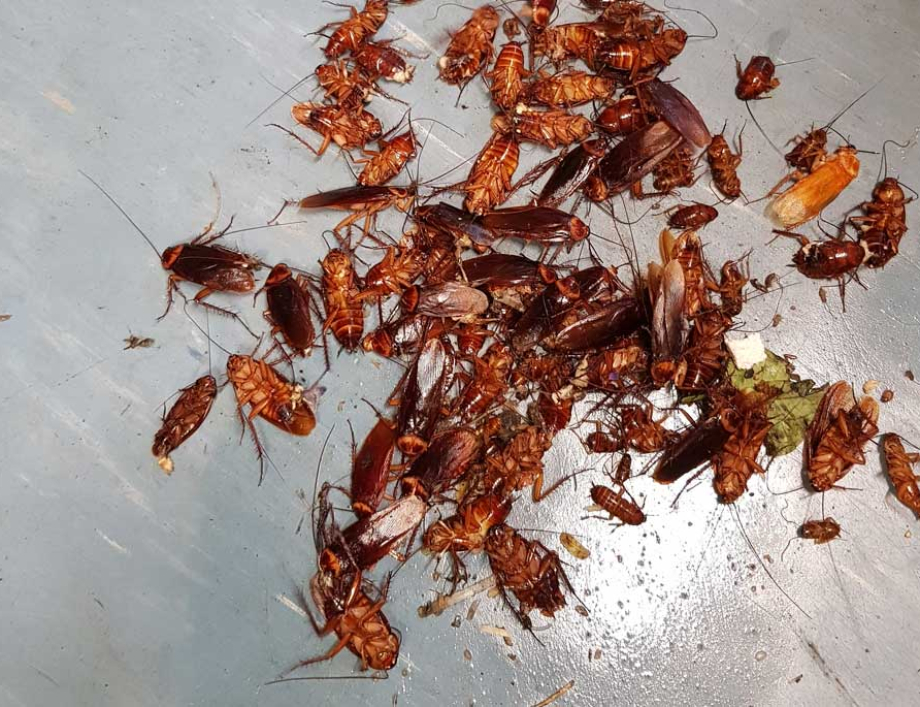 If I find one cockroach, does that mean there's more?