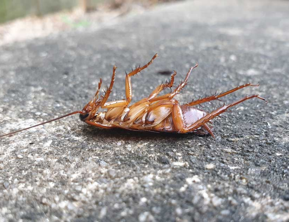 Top four pests found in the kitchen