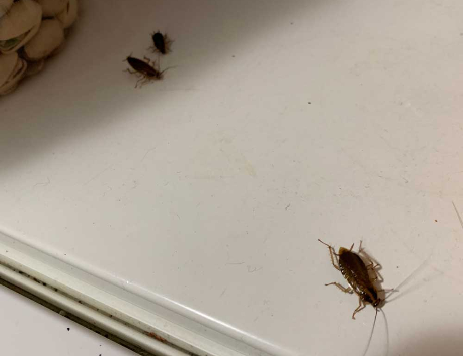 Cold weather and pests – what to watch out for