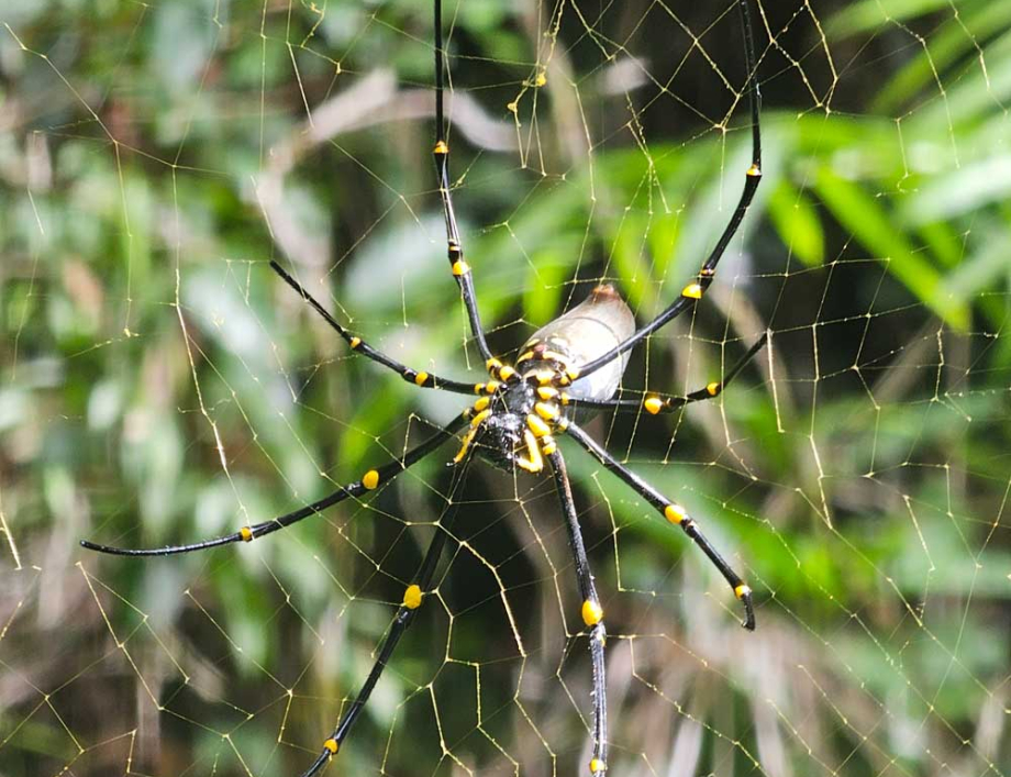Are pests in North Lakes common?