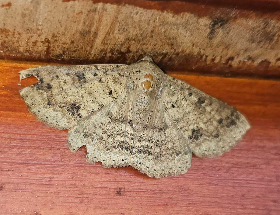 What pests are common in Brisbane?