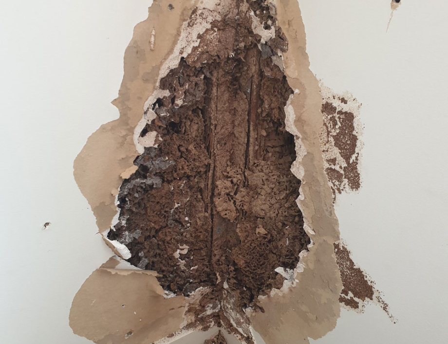 What type of wood do termites eat?