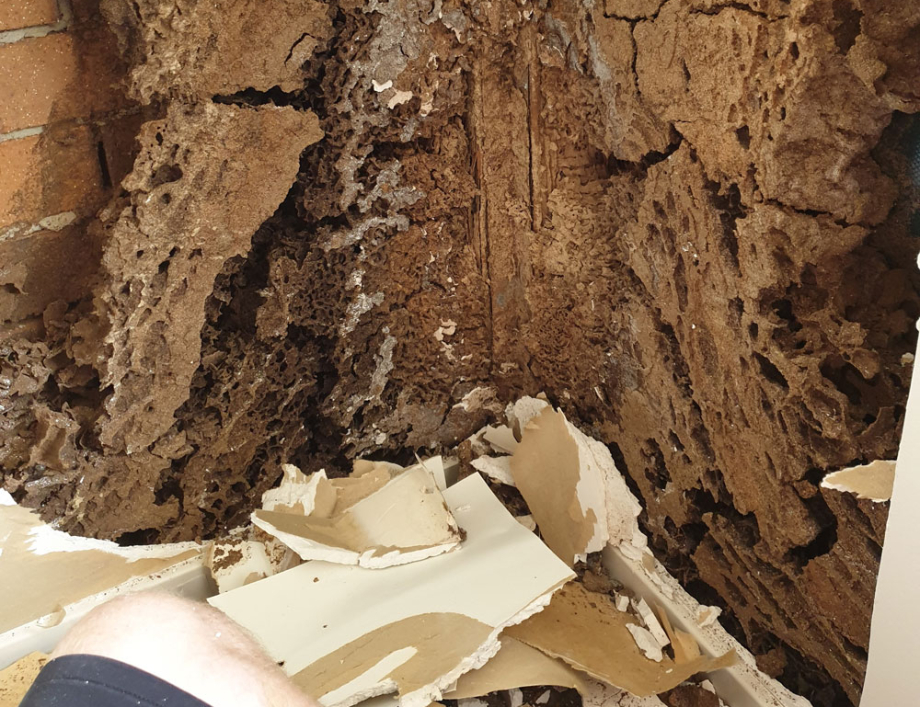 What to do if you find termites in or around your home