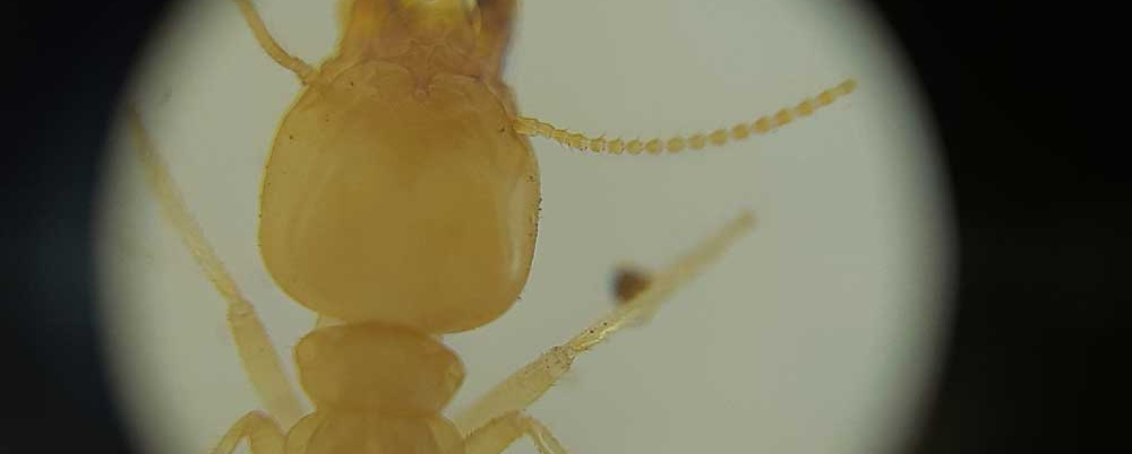 White ants in your home?