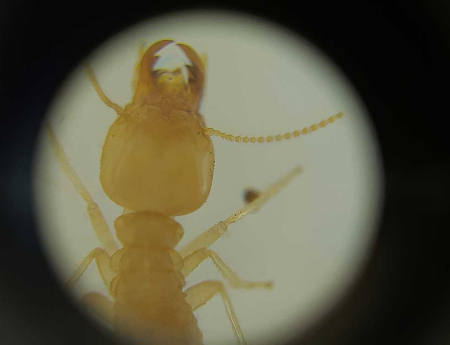 White ants in your home?