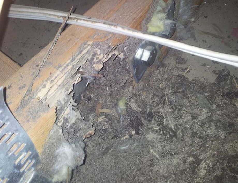 What are some of the best termite protection options?
