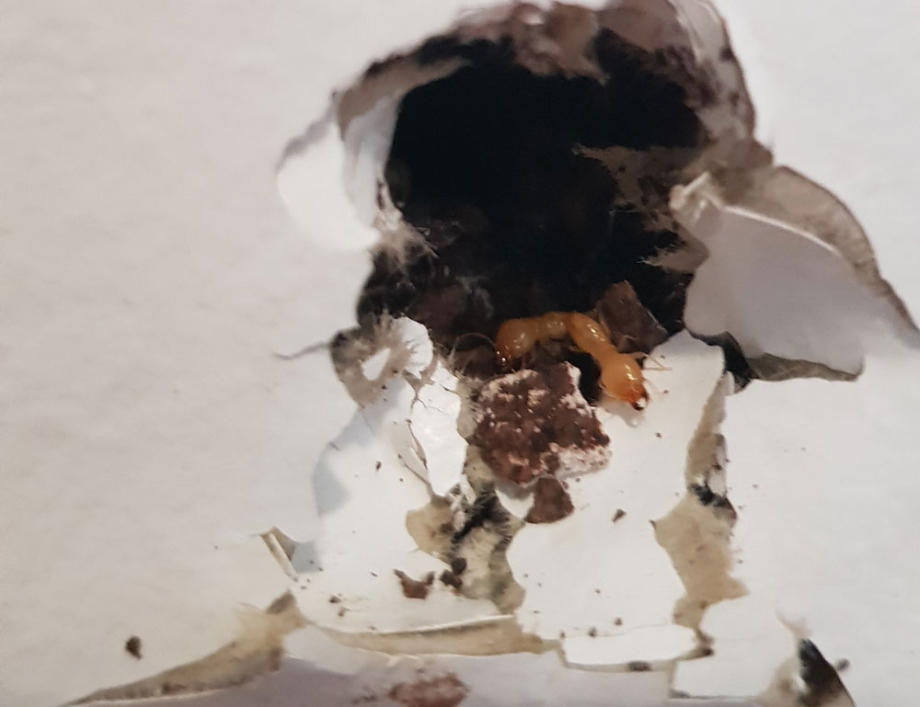 Every question we could think of about termites answered