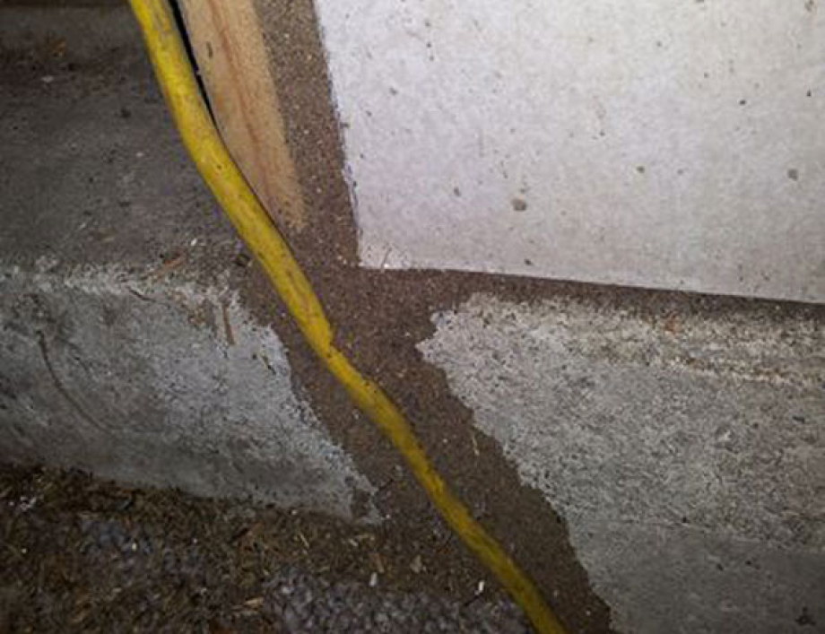 How does pest control kill termites?