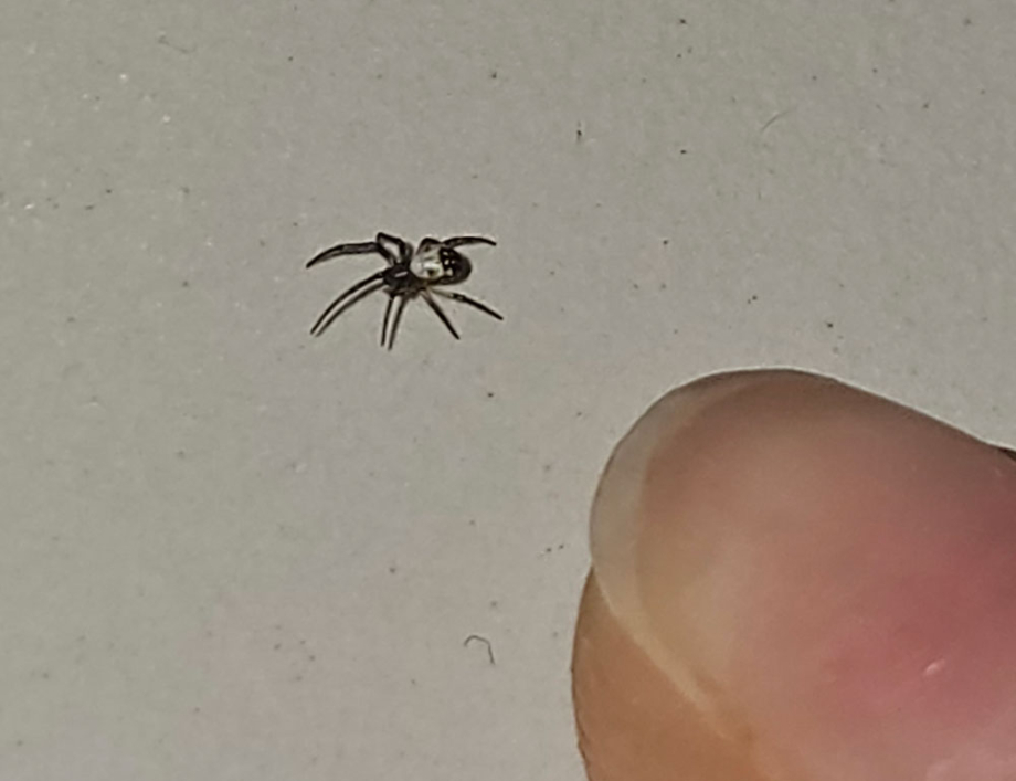 What are some of the most dangerous household pests?