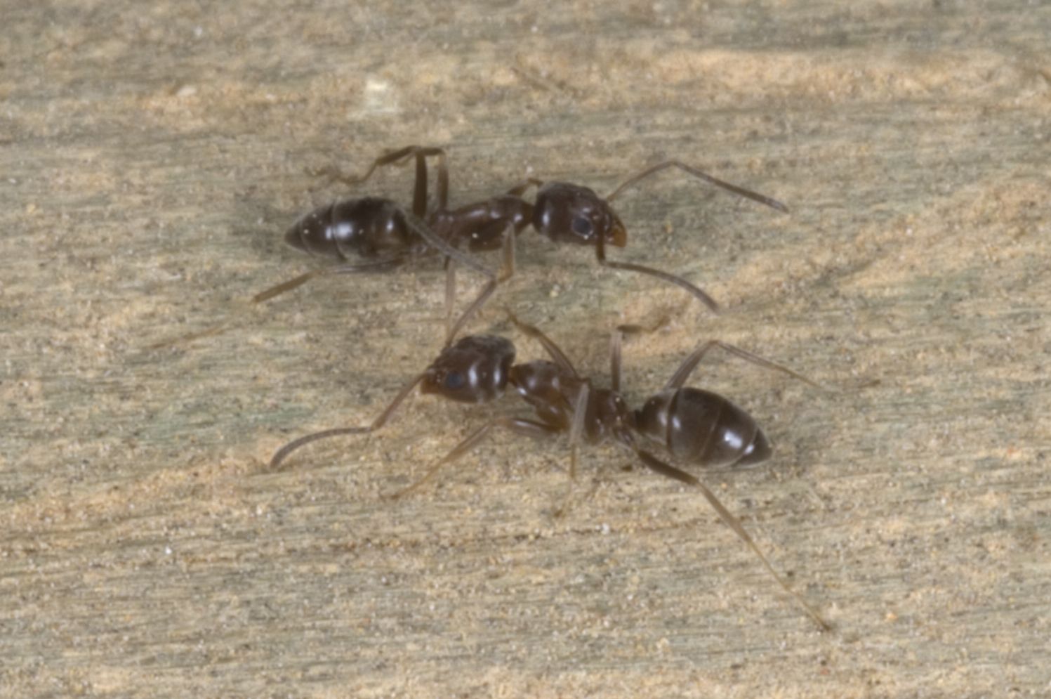 Argentine ant
