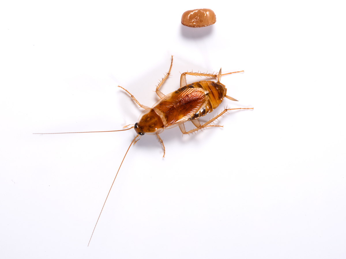 Brown banded cockroach