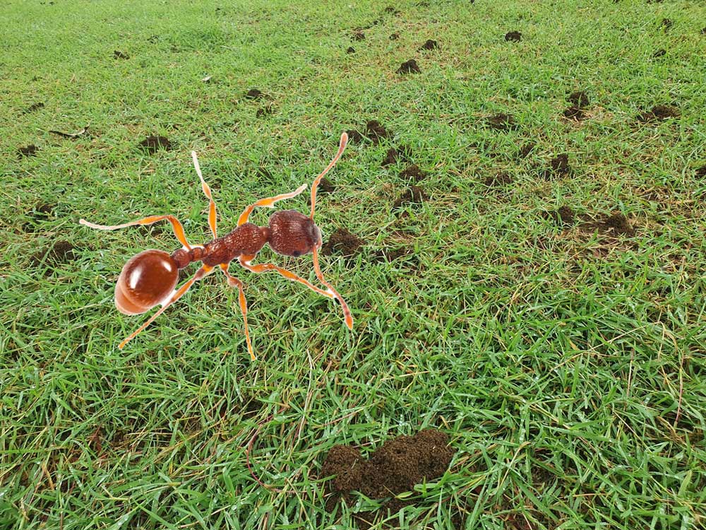 Funnel ants