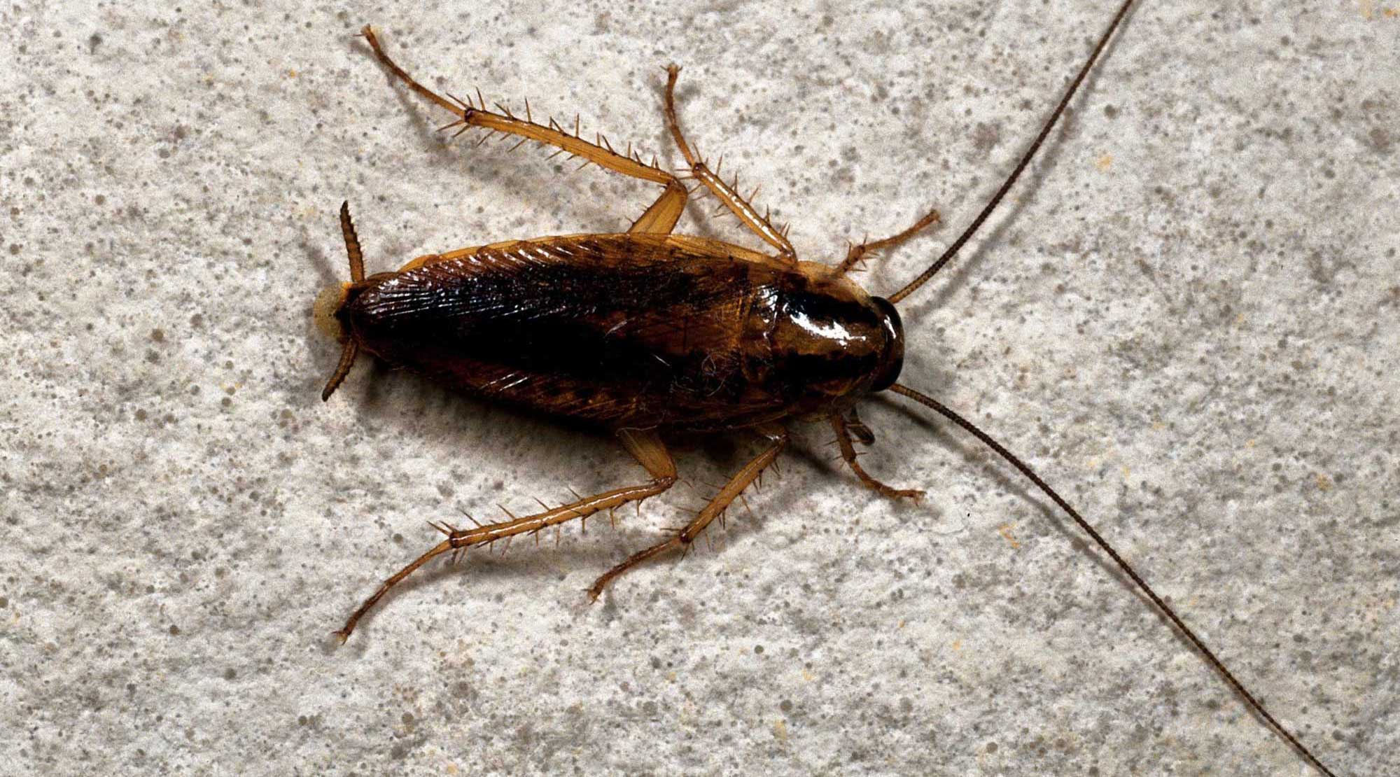 German cockroach