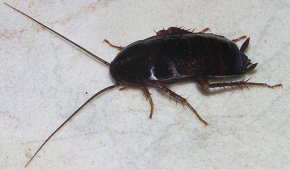 Oriental cockroach