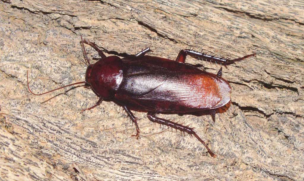 Smoky brown cockroach