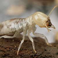 White Ants in Brisbane: Unpacking Legitimate Concerns for Homeowners