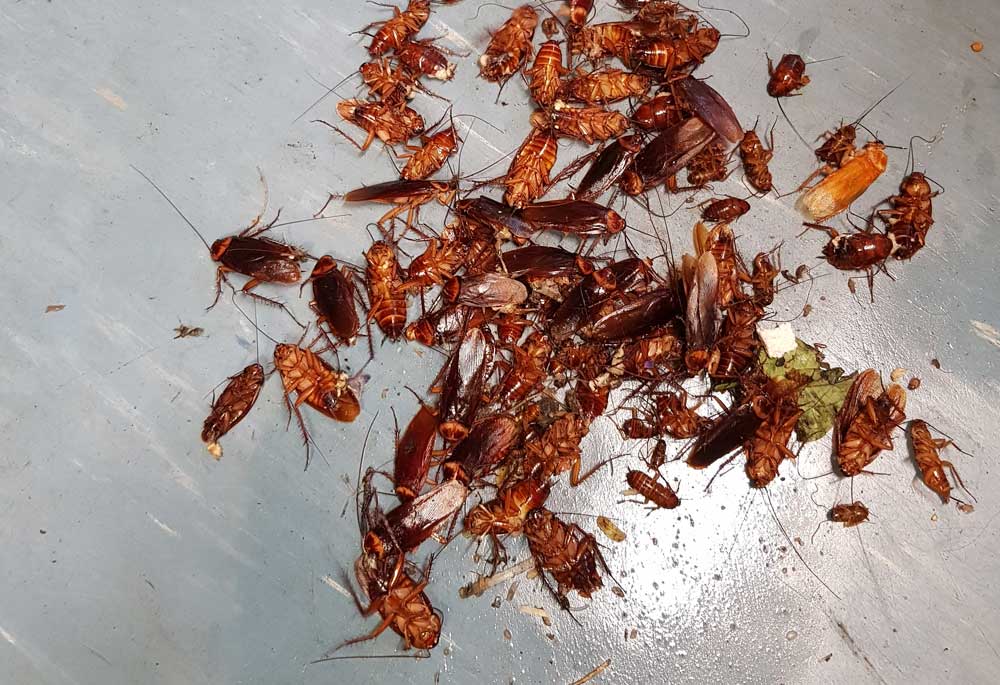 Cockroaches