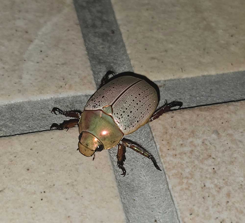 Insects