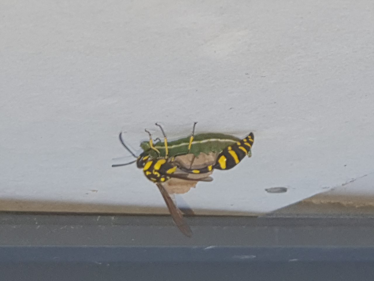 Wasps