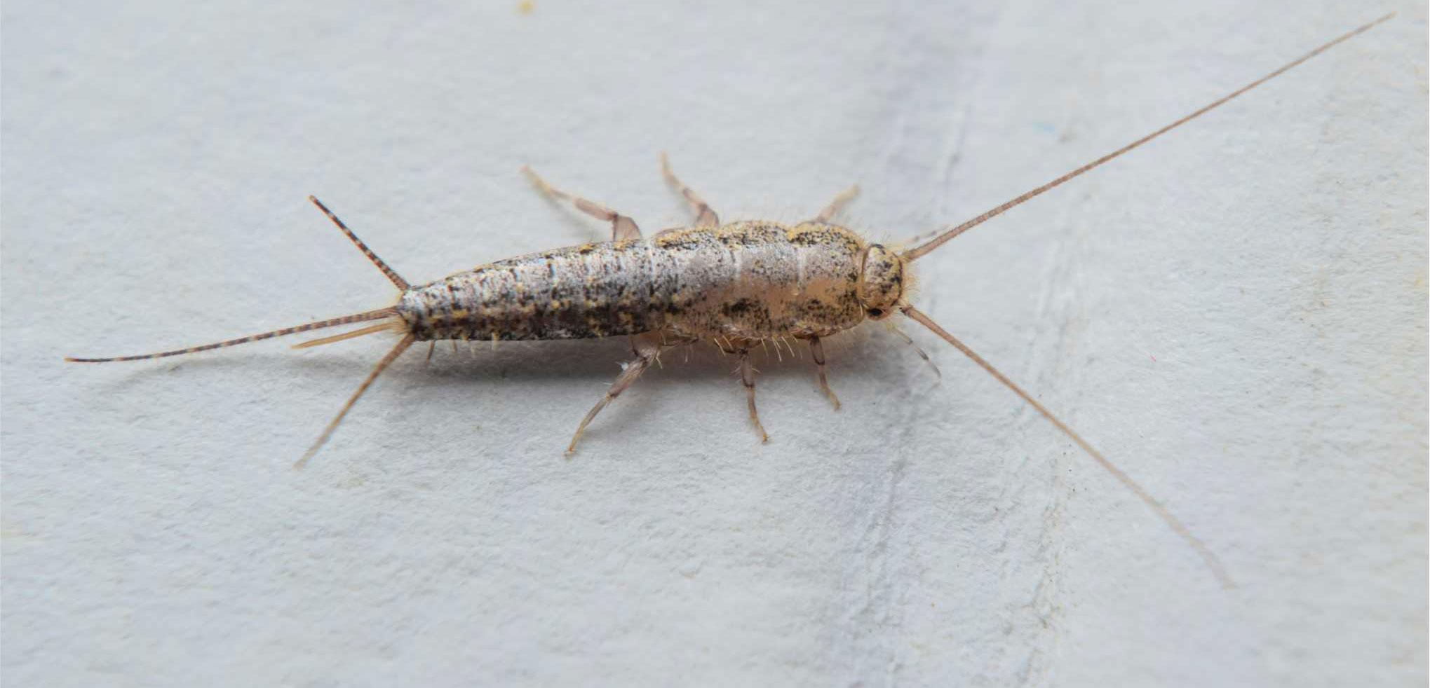 Silverfish
