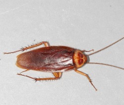 AustralianCockroach srcset large1