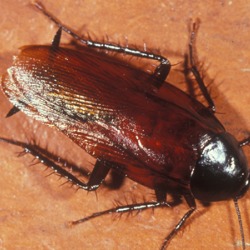 AustralianCockroach srcset large1