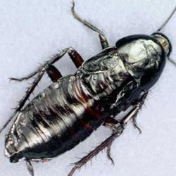 AustralianCockroach srcset large1