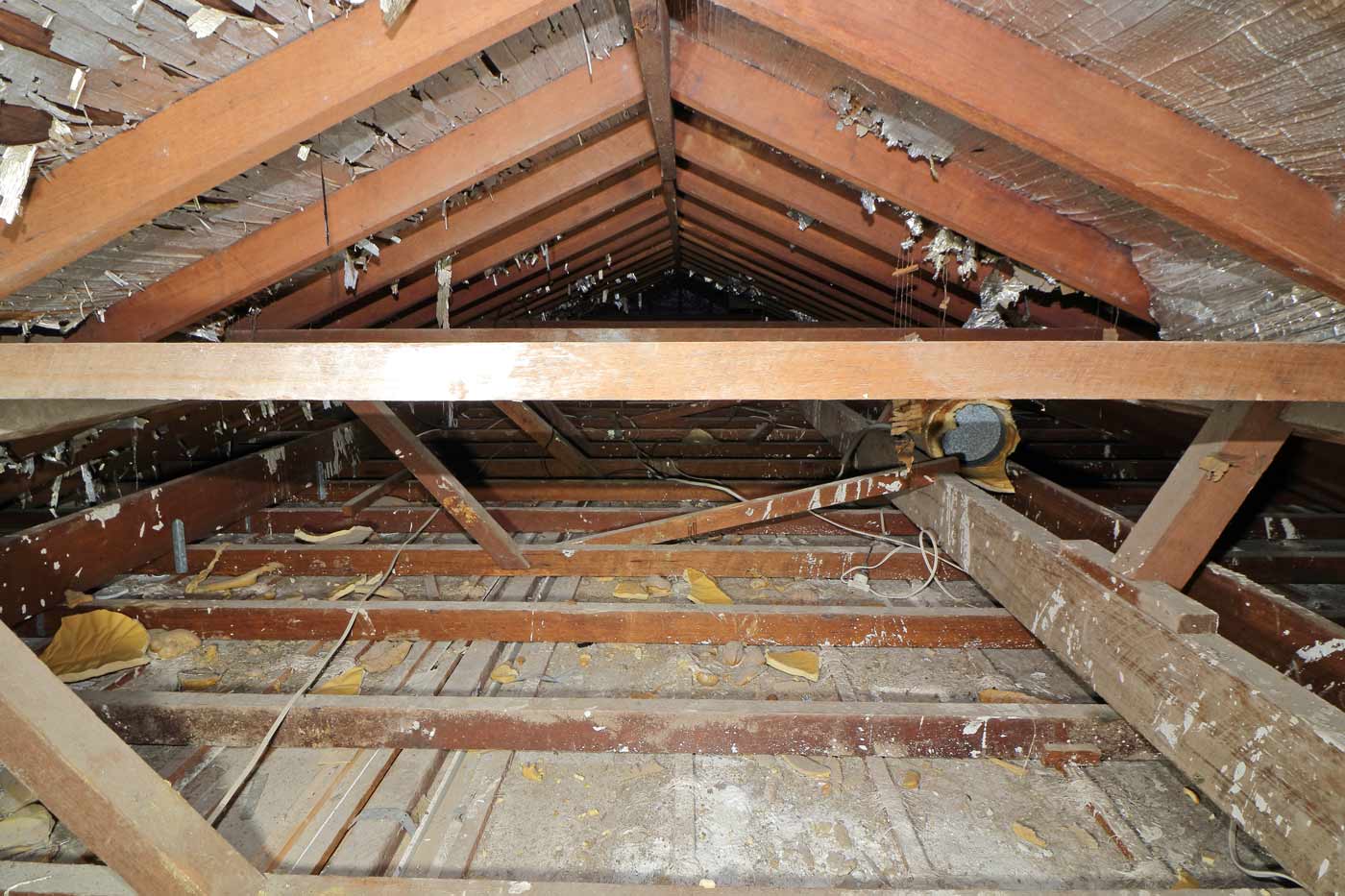What is scratching in my roof? (possum vs rat vs mouse)