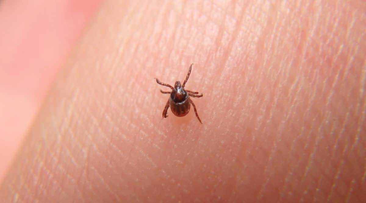 Bird mites