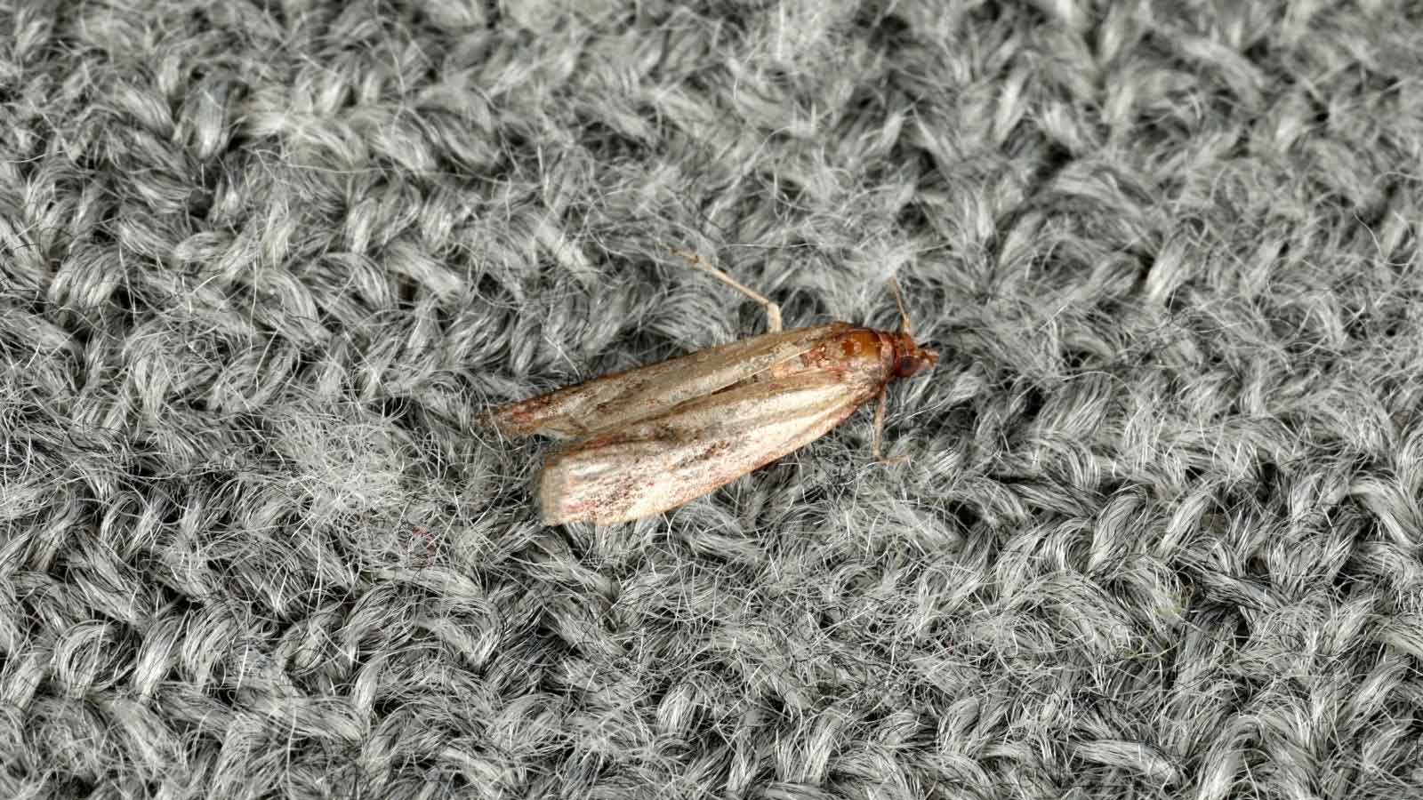 Carpet moths
