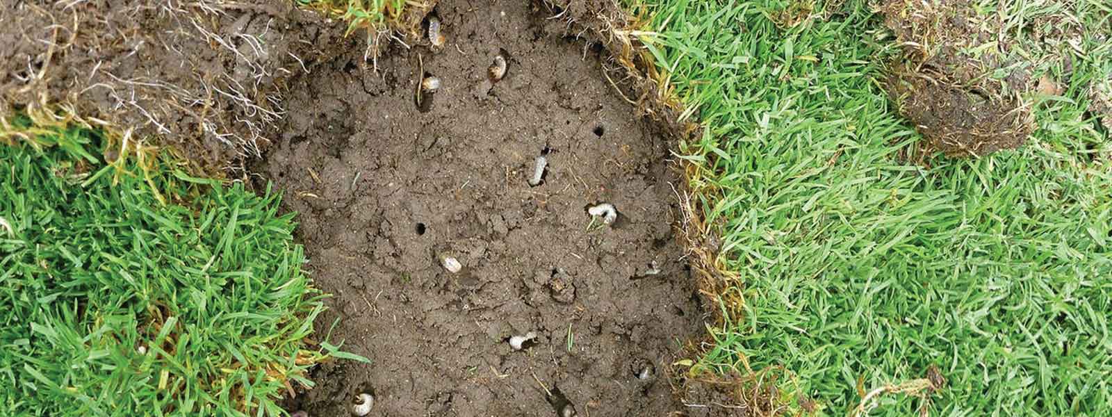 Lawn grubs